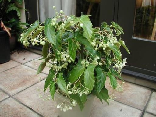B. ‘Midorigasumi’